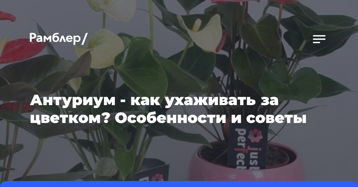 Как лечить жёлтые и сухие коричневые пятна на антуриуме?