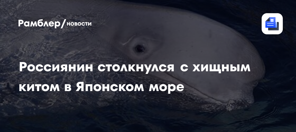 Столкнувшийся с хищным китом дайвер попал на видео