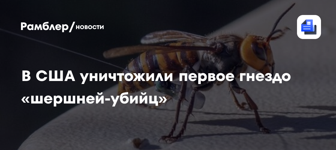 В сша обнаружили и уничтожили первое гнездо «шершней-убийц»