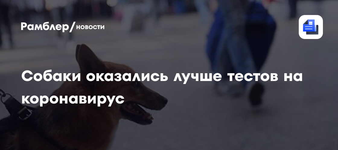 В аэропорту финляндии собаки выявляют коронавирус быстрее, чем пцр-тесты