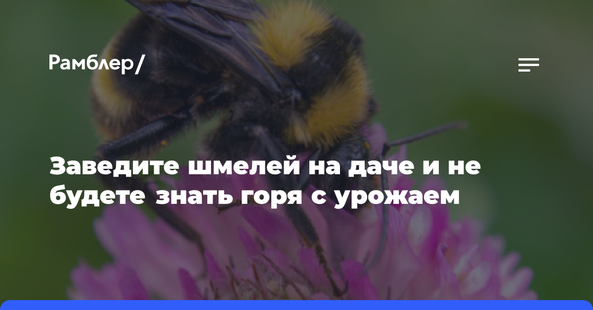 19 насекомых для защиты и здоровья сада — как их привлечь?