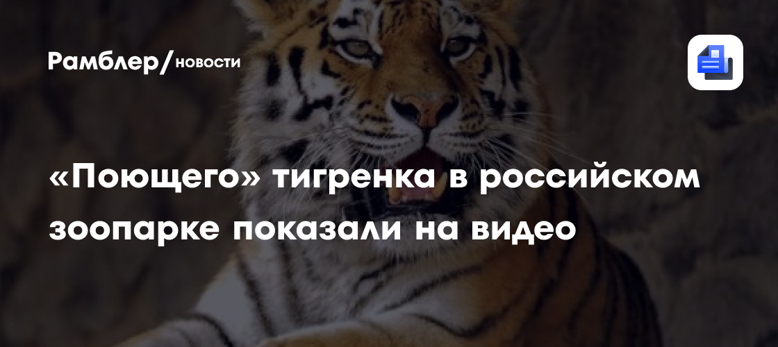 «поющего» тигренка в российском зоопарке показали на видео
