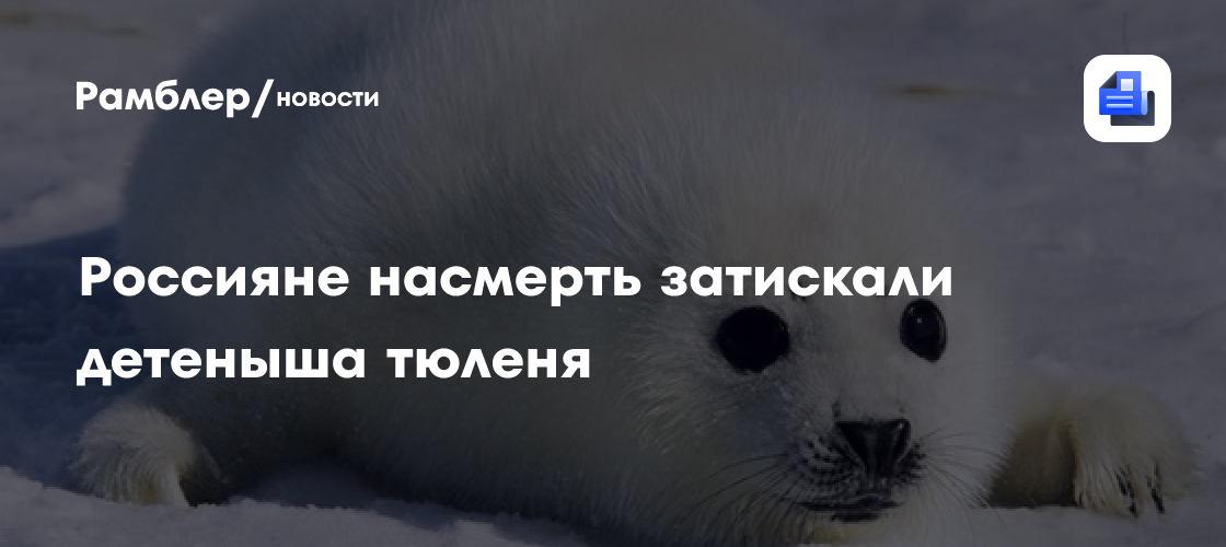Россияне насмерть затискали детеныша тюленя