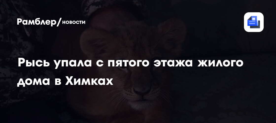 Рысь упала с пятого этажа жилого дома в химках