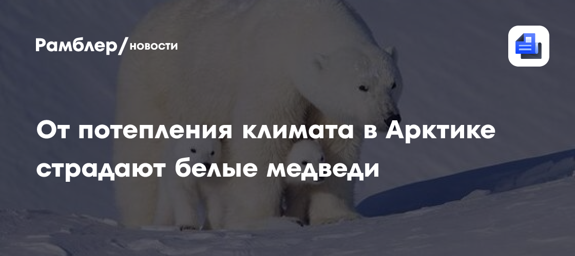 От потепления климата в арктике страдают белые медведи