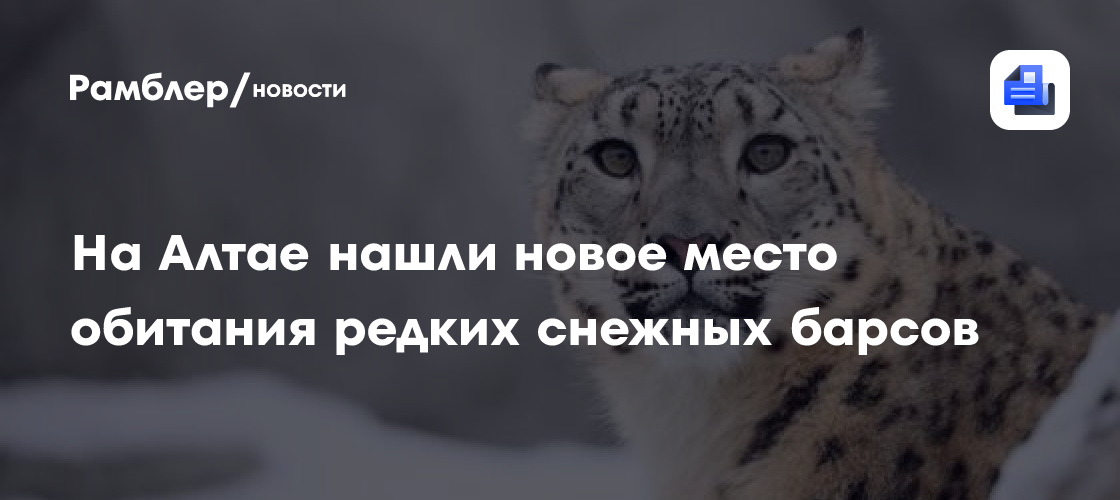 На алтае нашли новое место обитания редких снежных барсов