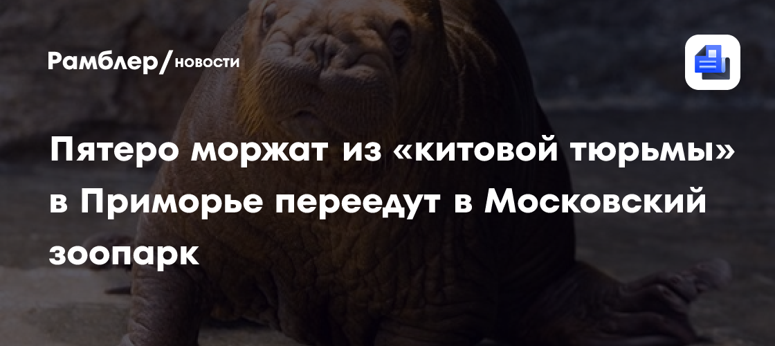 Пятеро моржат из «китовой тюрьмы» в приморье переедут в московский зоопарк