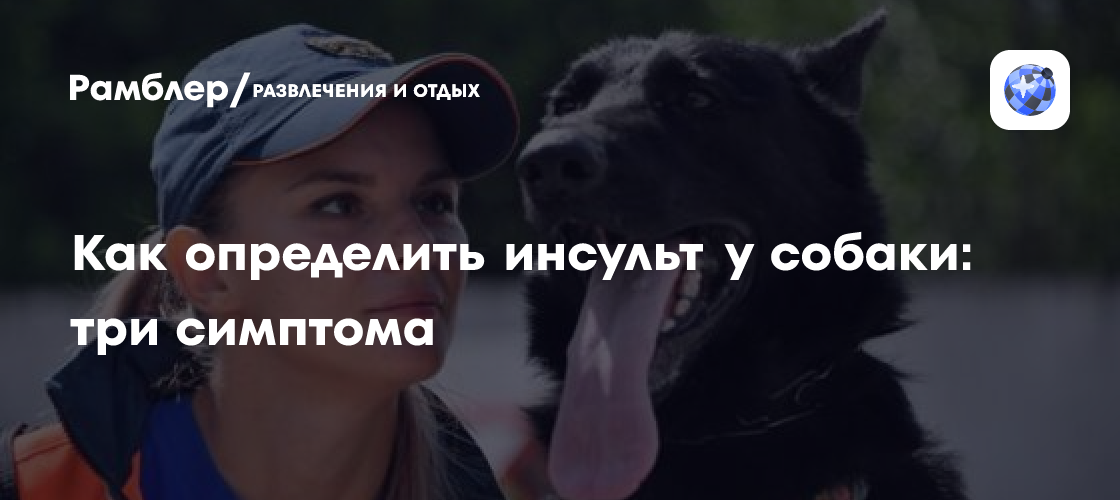 Как определить инсульт у собаки: три симптома - Рамблер/развлечения и отдых
