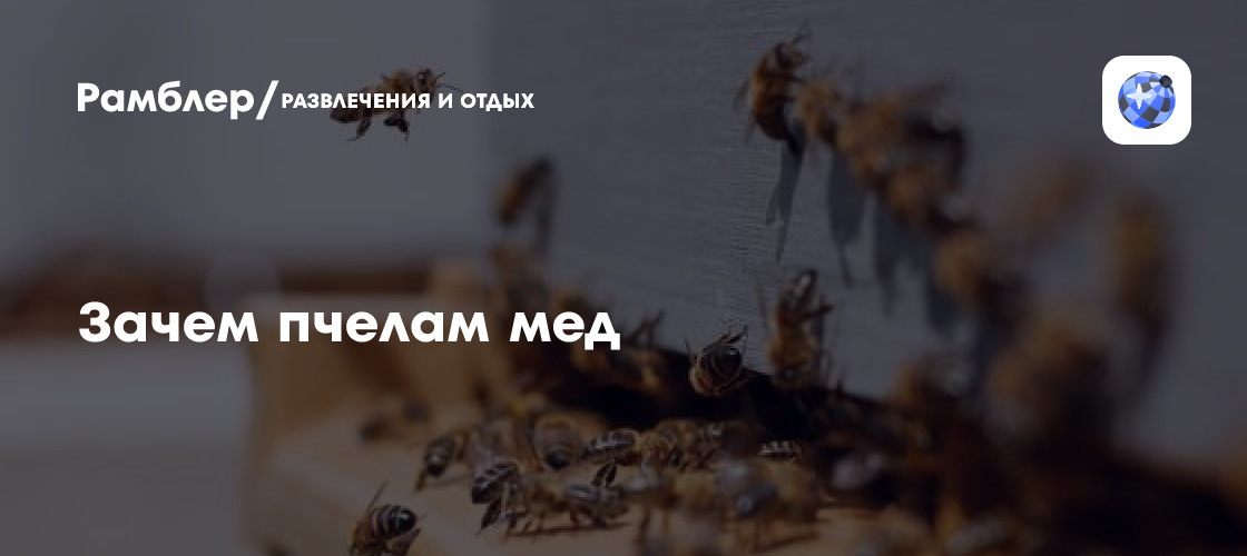 Зачем пчелам мед - Рамблер/развлечения и отдых