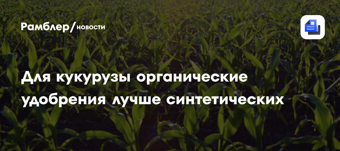 Для кукурузы органические удобрения лучше синтетических - Рамблер/новости