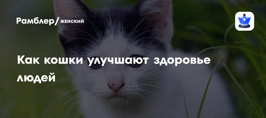Раскрыто, как кошки улучшают здоровье людей - Рамблер/женский