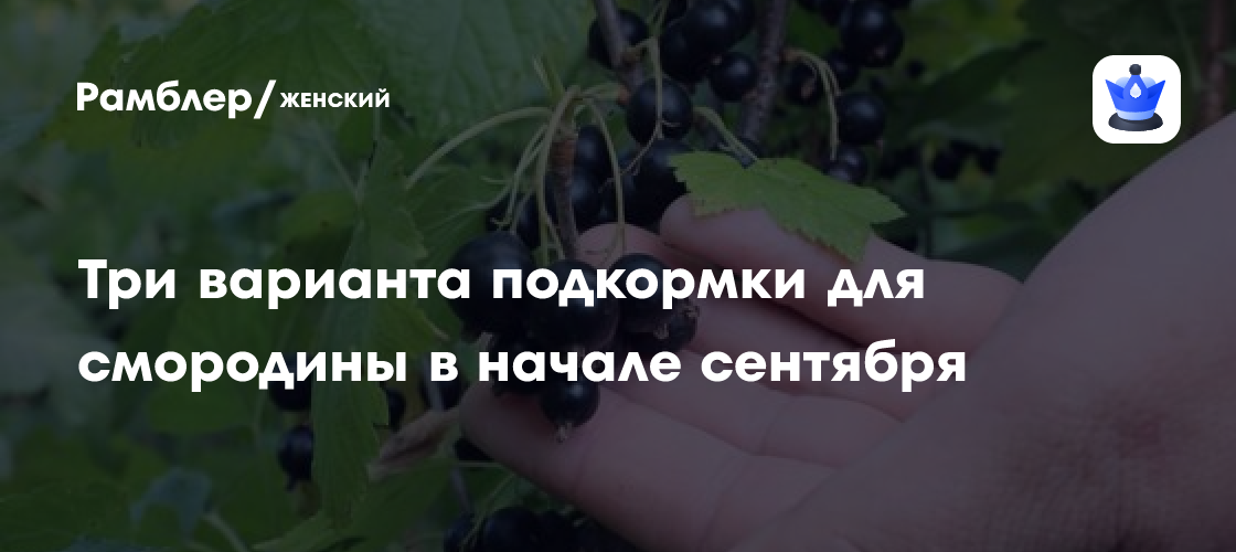 Подкормки для смородины в начале сентября: плоды рванут — сладкие и ...