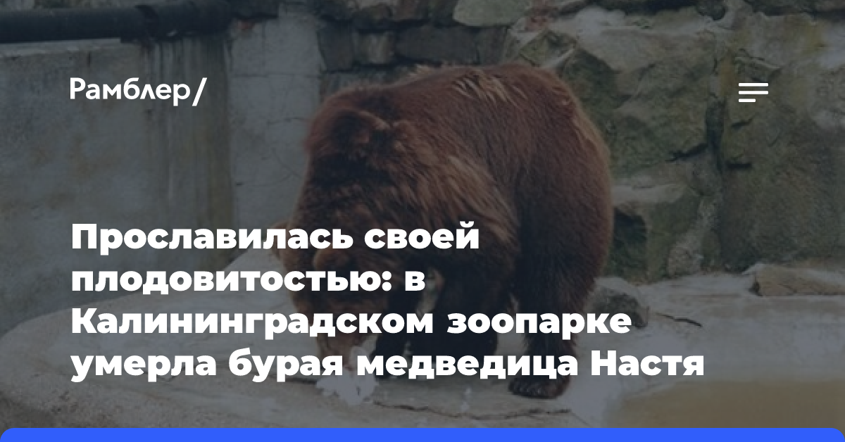 Прославилась своей плодовитостью: в Калининградском зоопарке умерла бурая медведица Настя