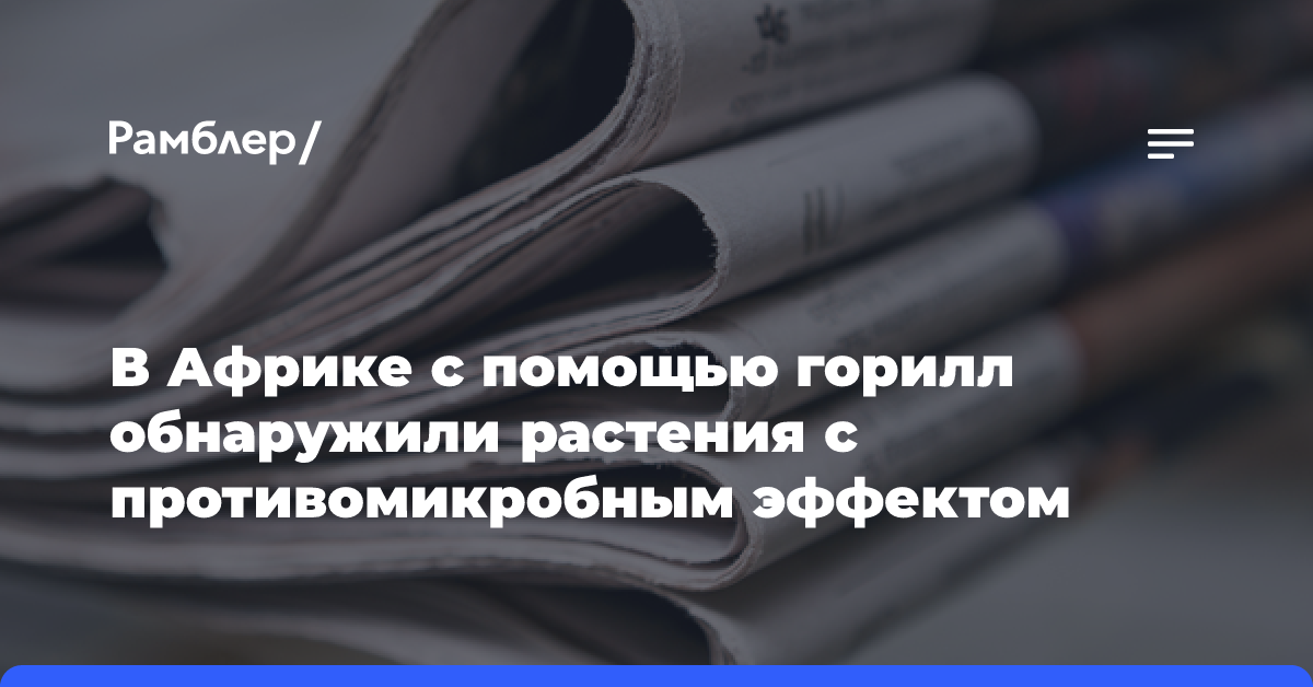 В Африке с помощью горилл обнаружили растения с противомикробным эффектом