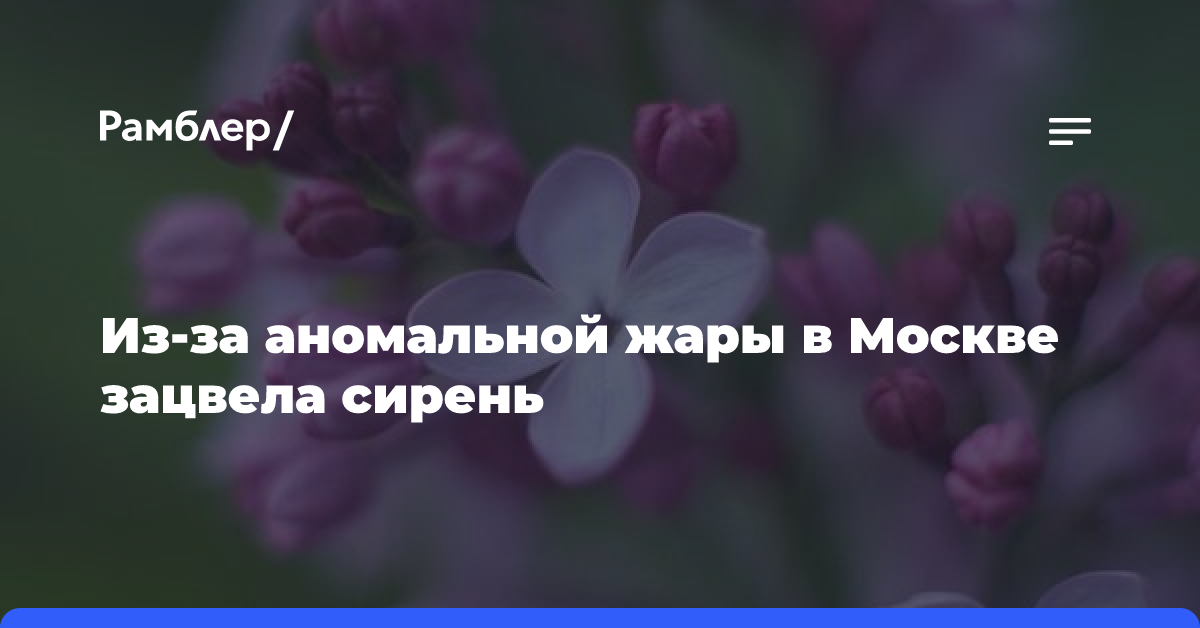 Из-за аномальной жары в Москве зацвела сирень