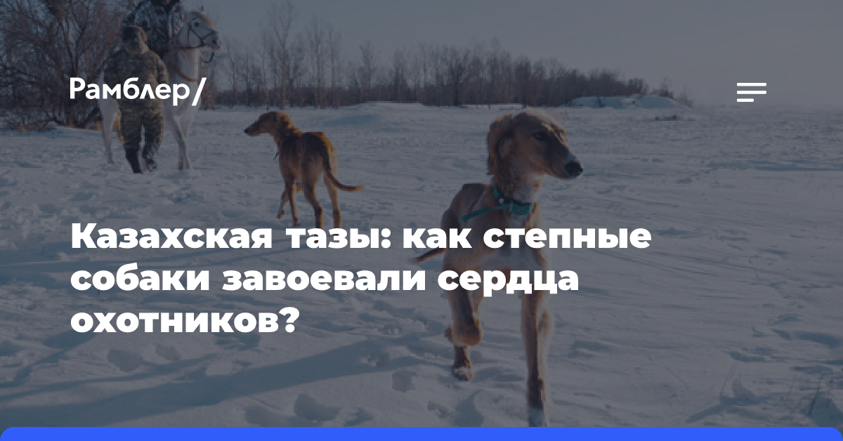 Казахская тазы: как степные собаки завоевали сердца охотников?