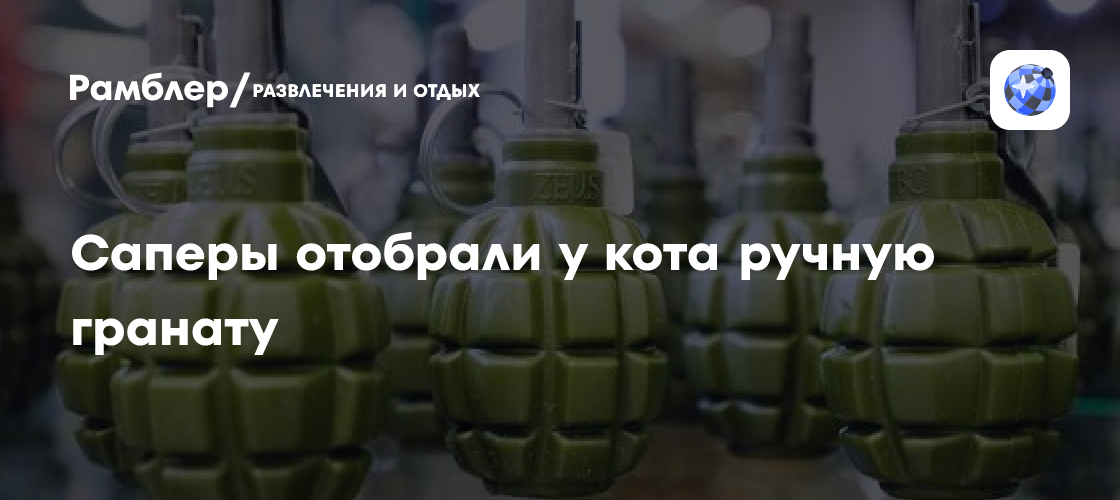 Саперы отобрали у кота ручную гранату - Рамблер/развлечения и отдых