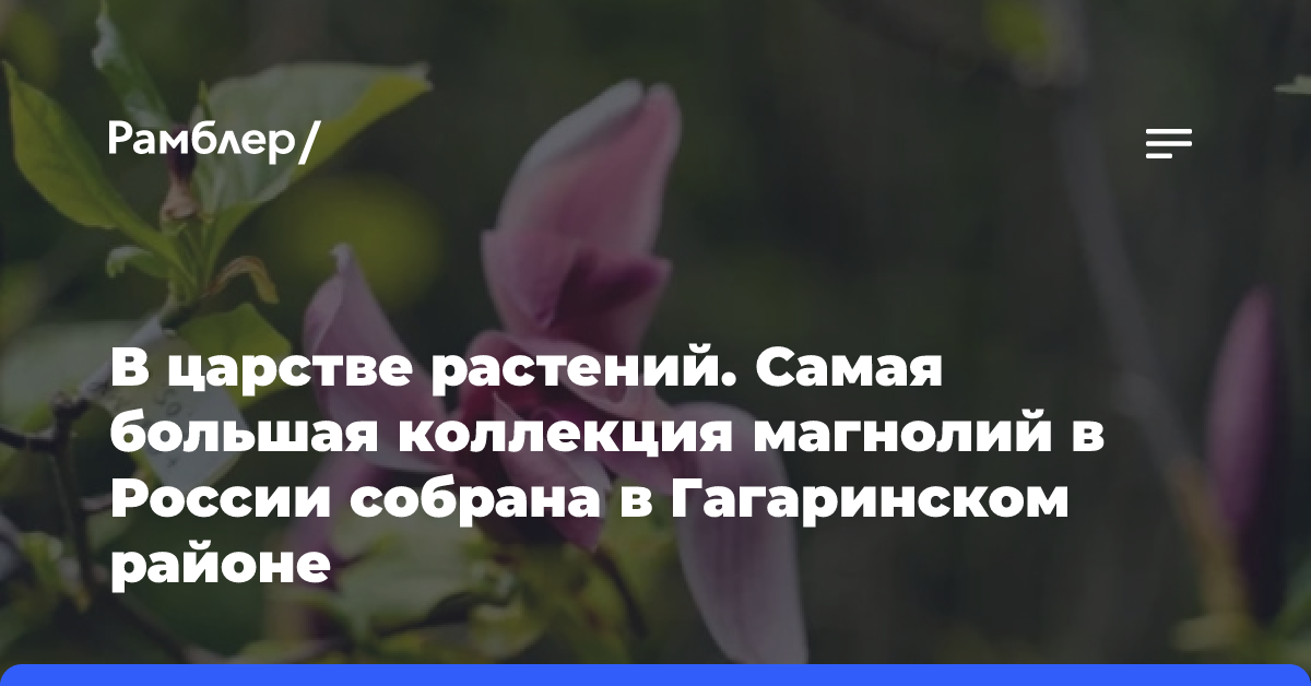 В царстве растений. Самая большая коллекция магнолий в России собрана в Гагаринском районе