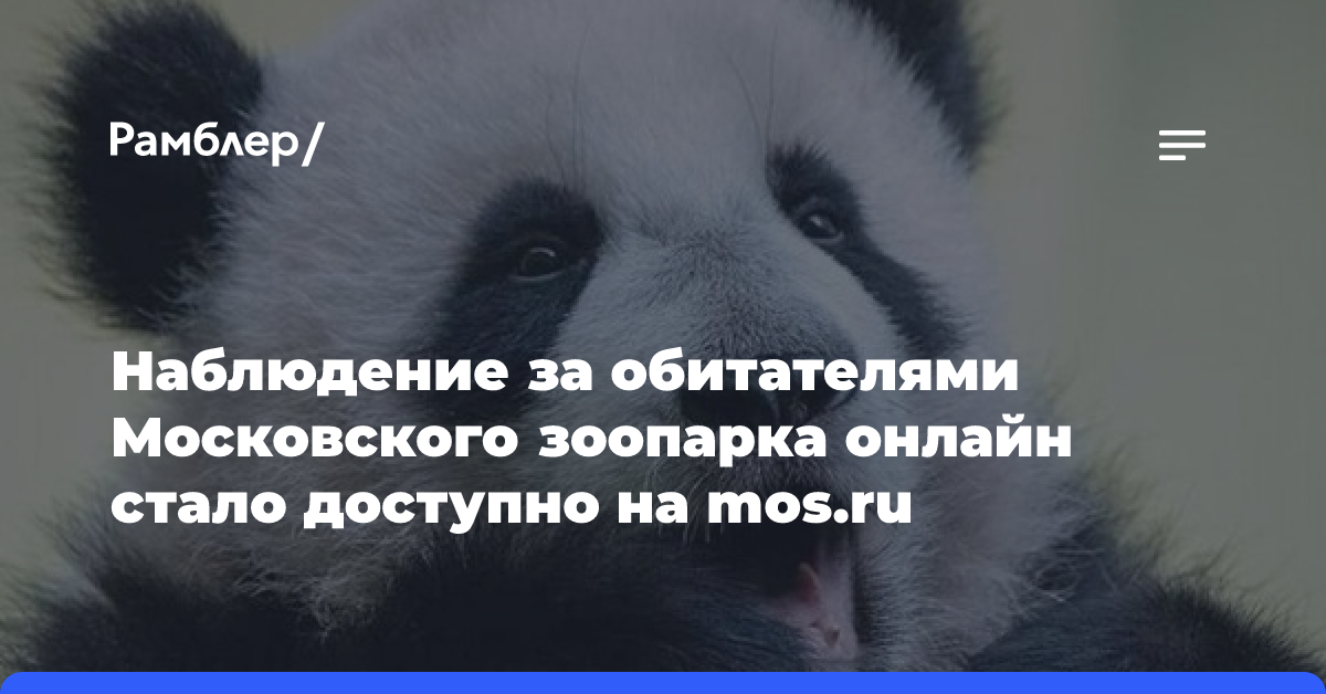 Пользователи mos.ru могут наблюдать за обитателями Московского зоопарка онлайн