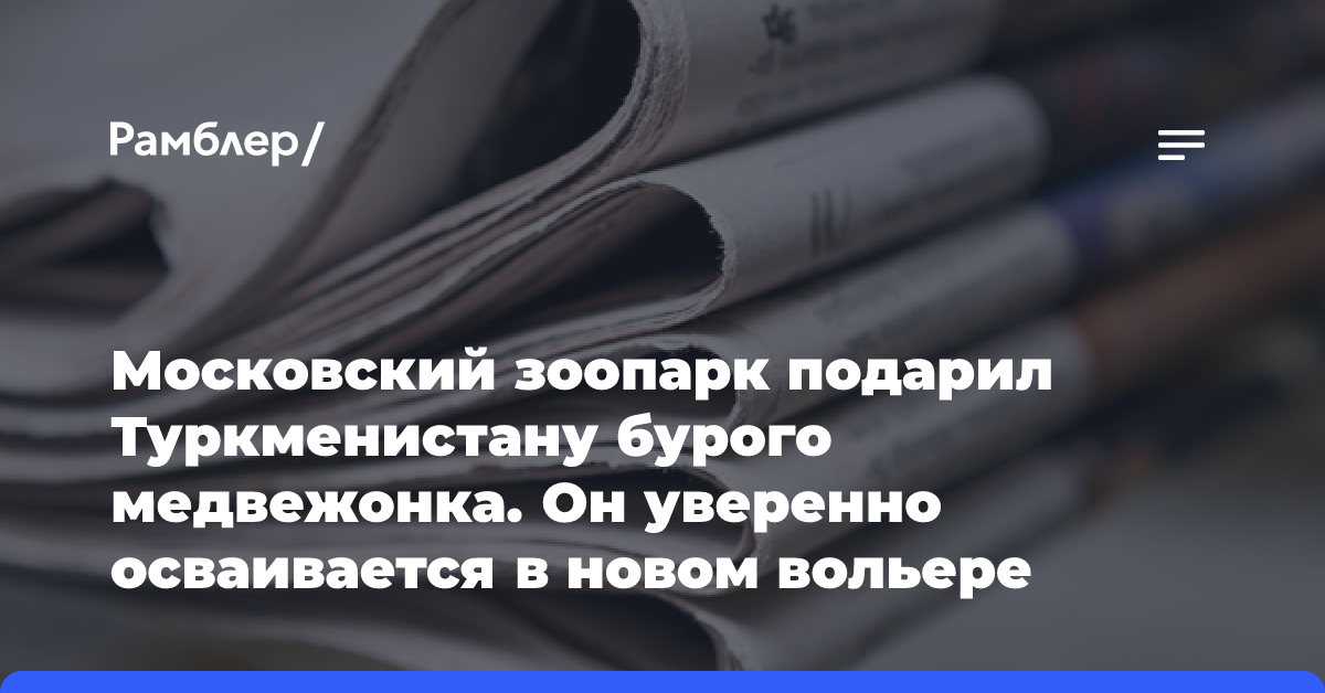 Московский зоопарк подарил Туркменистану бурого медвежонка. Он уверенно осваивается в новом вольере