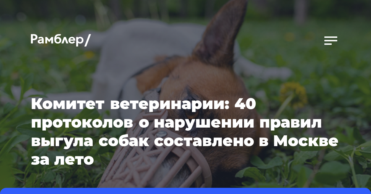 Комитет ветеринарии: 40 протоколов о нарушении правил выгула собак составлено в Москве за лето