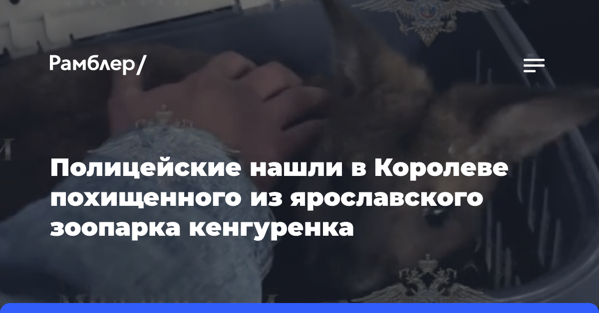 В Королеве нашли похищенного из ярославского зоопарка кенгуренка