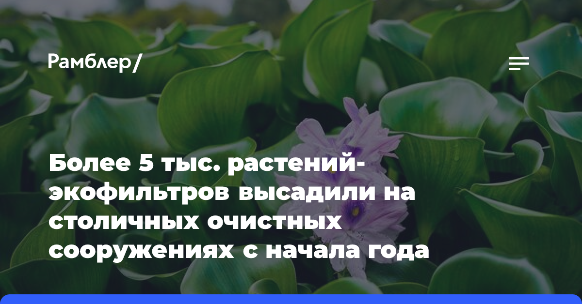 Более 5 тыс. растений-экофильтров высадили на столичных очистных сооружениях с начала года