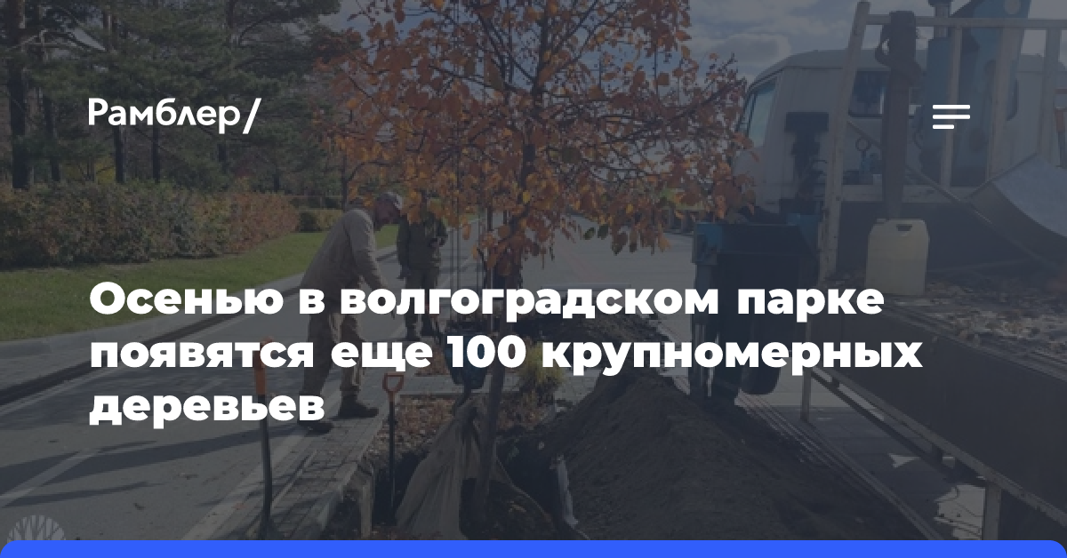 Осенью в волгоградском парке появятся еще 100 крупномерных деревьев