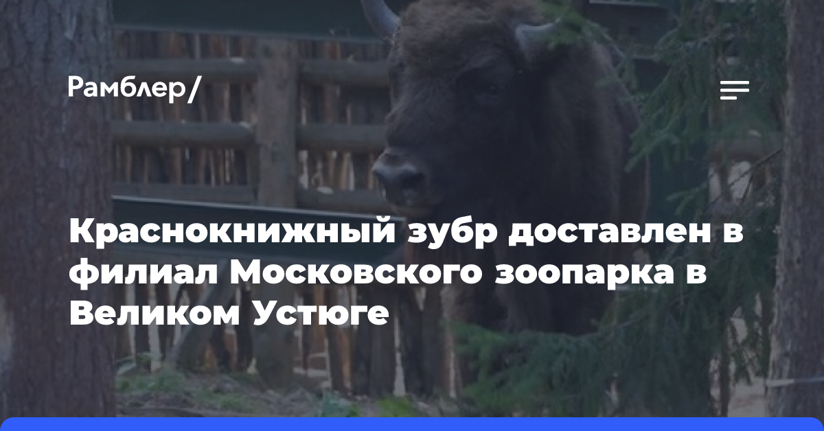 Краснокнижный зубр доставлен в филиал Московского зоопарка в Великом Устюге