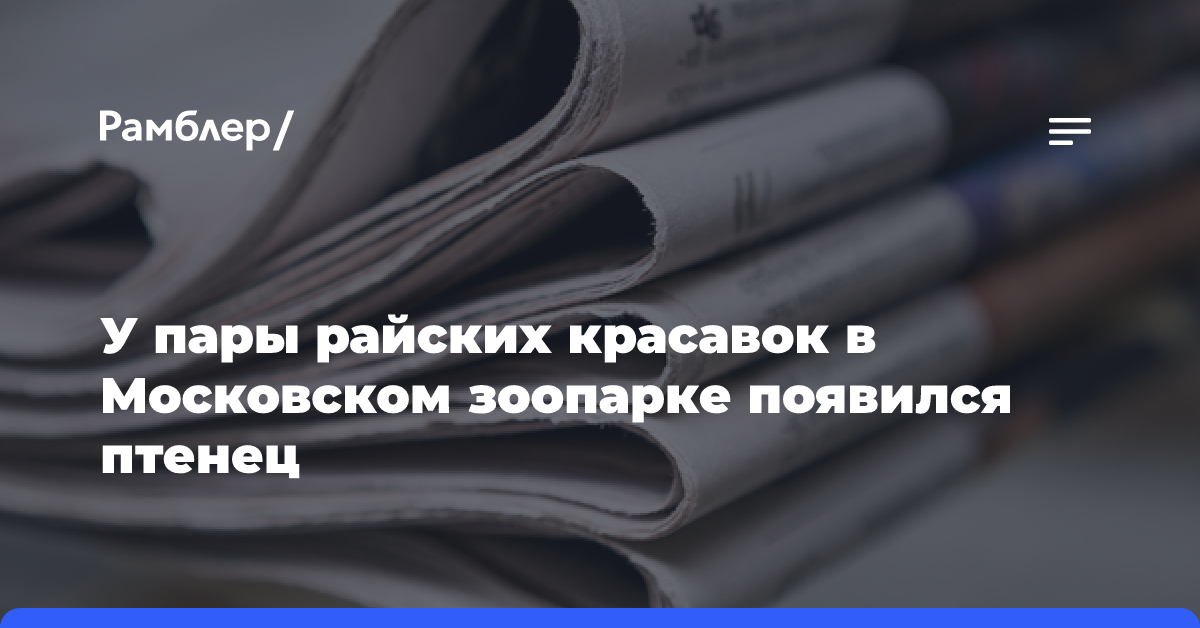 У пары райских красавок в Московском зоопарке появился птенец