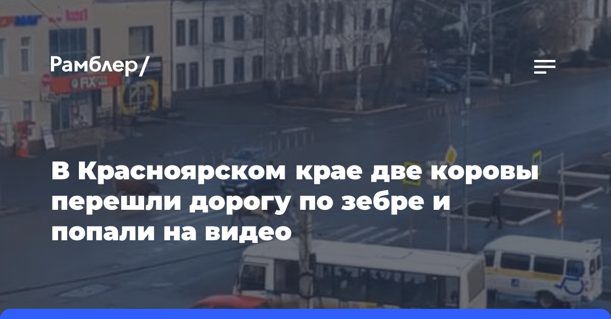 В Красноярском крае две коровы перешли дорогу по «зебре» и попали на видео