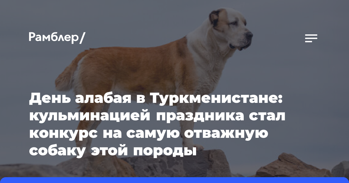 День алабая в Туркменистане: кульминацией праздника стал конкурс на самую отважную собаку этой породы