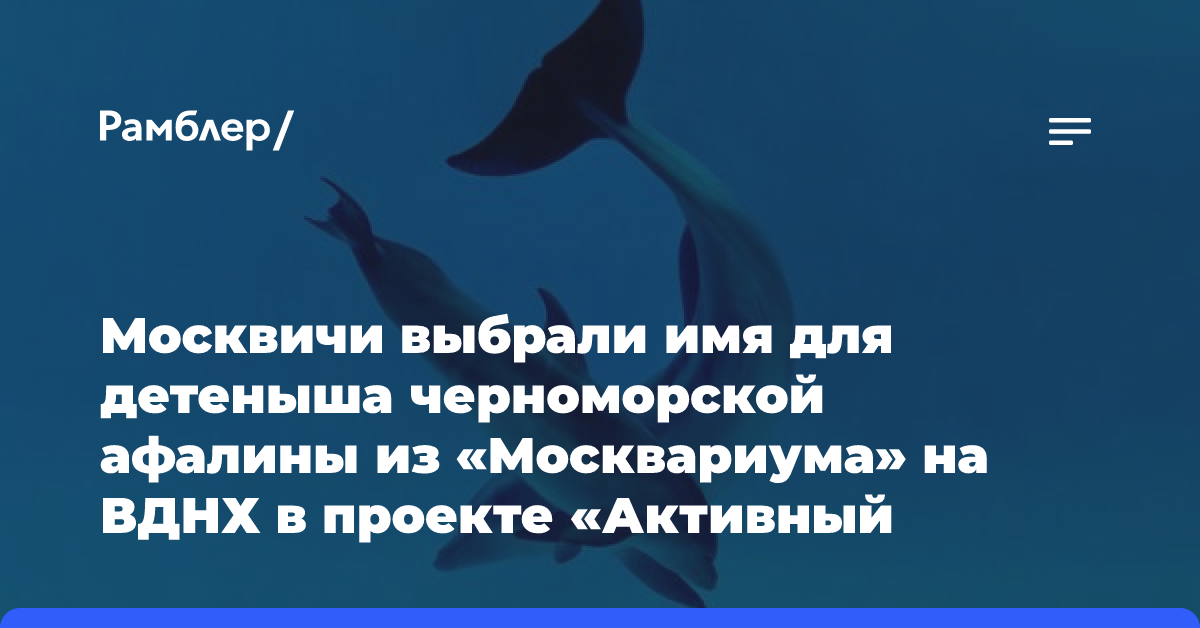 Здравствуй, Лаки: «активные граждане» выбрали имя дельфиненку из «Москвариума»