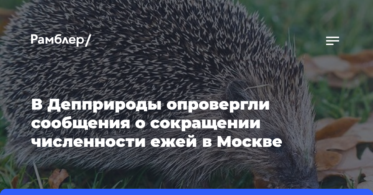 Обитающие в Москве ежи не относятся к исчезающей популяции — департамент природопользования