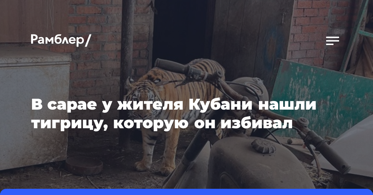 В сарае у жителя Кубани нашли тигрицу, которую он избивал