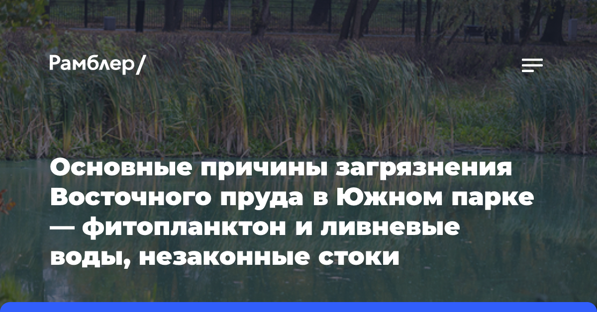 Основные причины загрязнения Восточного пруда в Южном парке — фитопланктон и ливневые воды, незаконные стоки ликвидированы