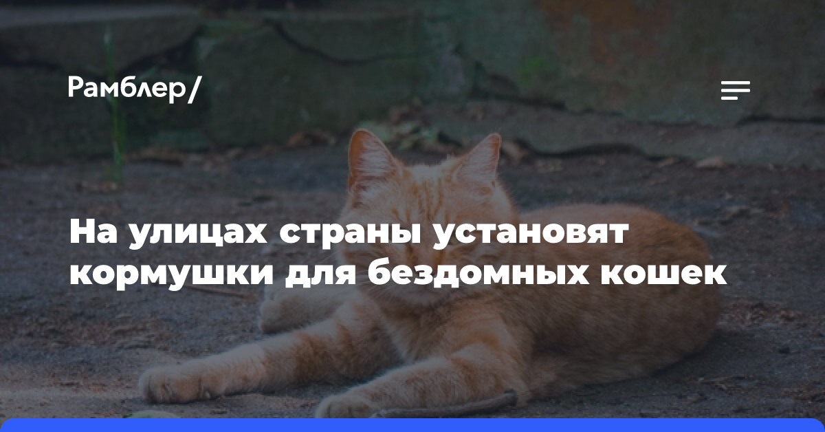 На улицах страны установят кормушки для бездомных кошек