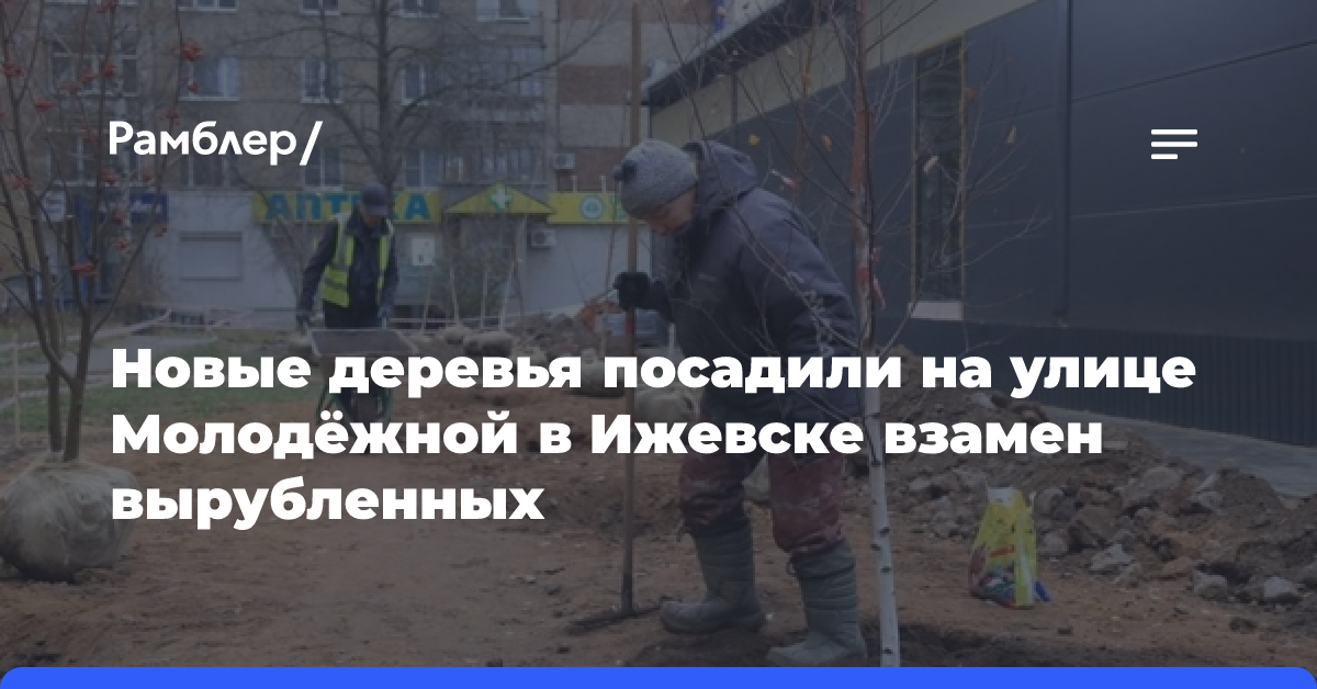 Новые деревья посадили на улице Молодёжной в Ижевске взамен вырубленных