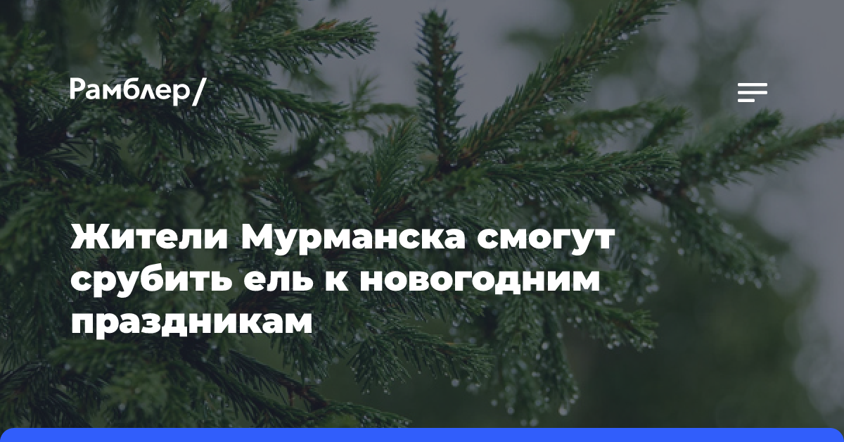 Жители Мурманска смогут срубить ель к новогодним праздникам