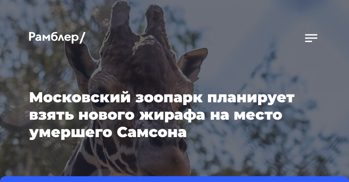 Московский зоопарк планирует взять нового жирафа на место умершего Самсона