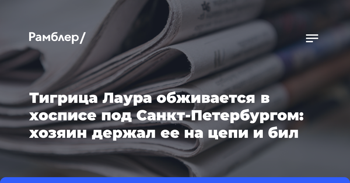 Тигрица Лаура обживается в хосписе под Санкт-Петербургом: хозяин держал ее на цепи и бил