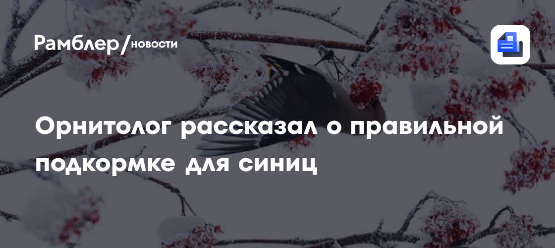 Орнитолог рассказал о правильной подкормке для синиц