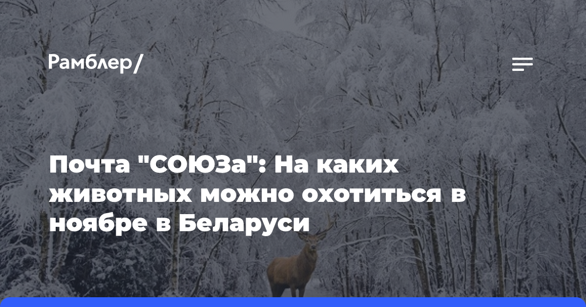 Почта «СОЮЗа»: На каких животных можно охотиться в ноябре в Беларуси