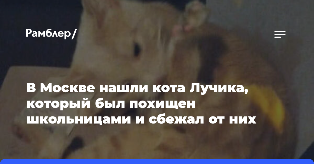 В Москве нашли кота Лучика, который был похищен школьницами и сбежал от них