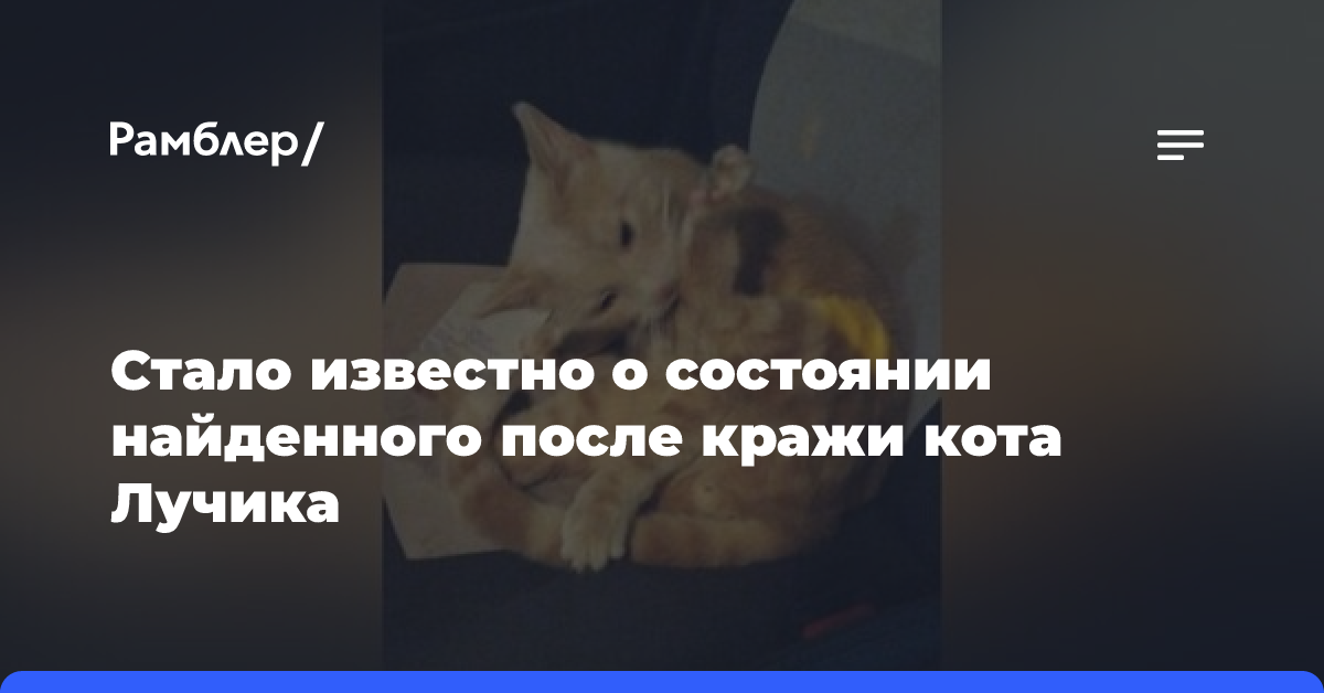 Стало известно о состоянии найденного после кражи кота Лучика