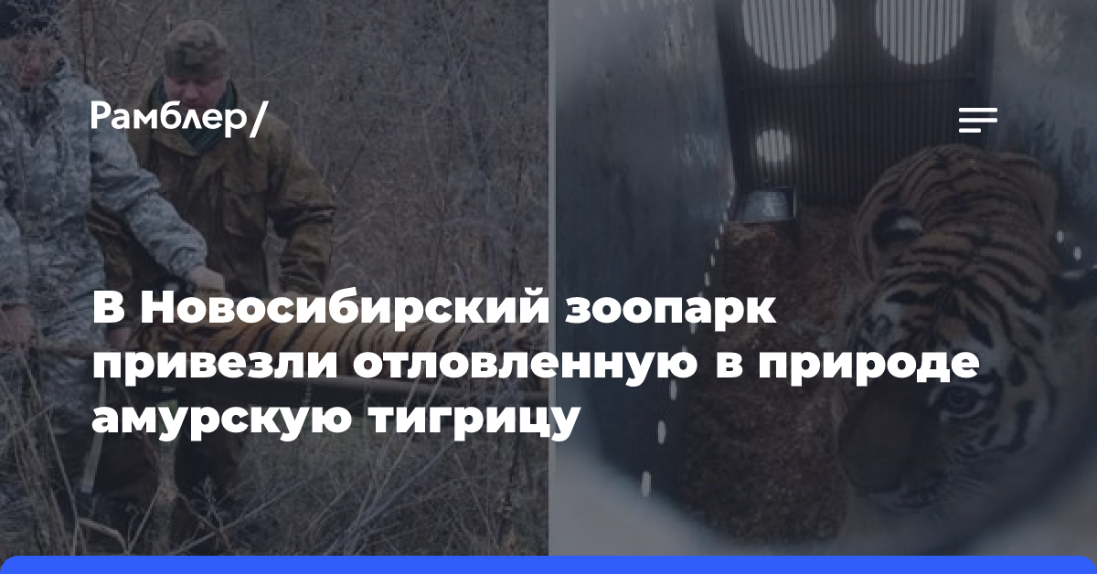 В Новосибирский зоопарк привезли отловленную в природе амурскую тигрицу