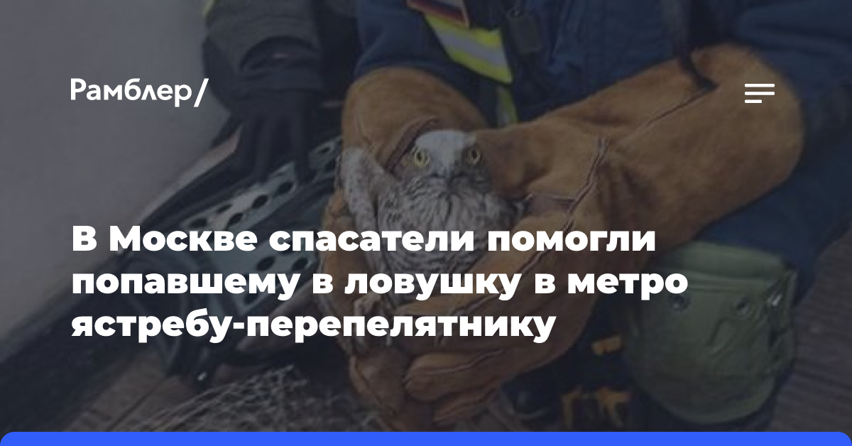 В Москве спасатели помогли попавшему в ловушку в метро ястребу-перепелятнику