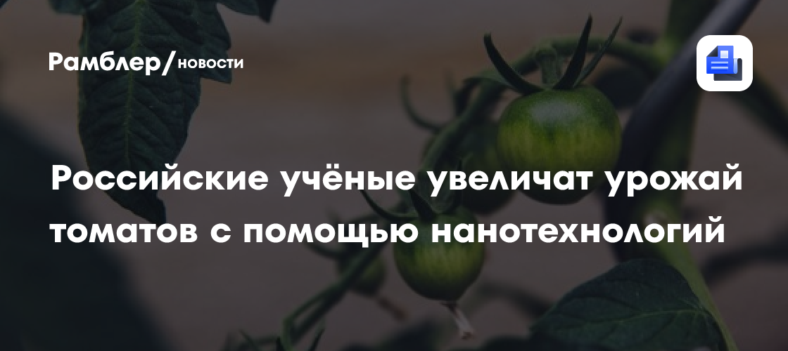 Революция в сельском хозяйстве: российские учёные используют нанотехнологии для увеличения урожайности томатов