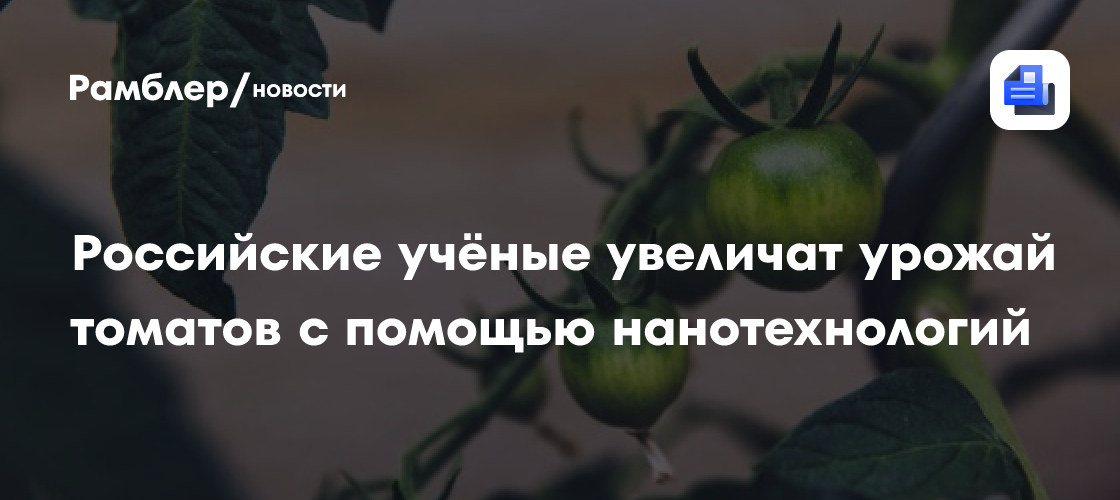 Российские учёные увеличат урожай томатов с помощью нанотехнологий