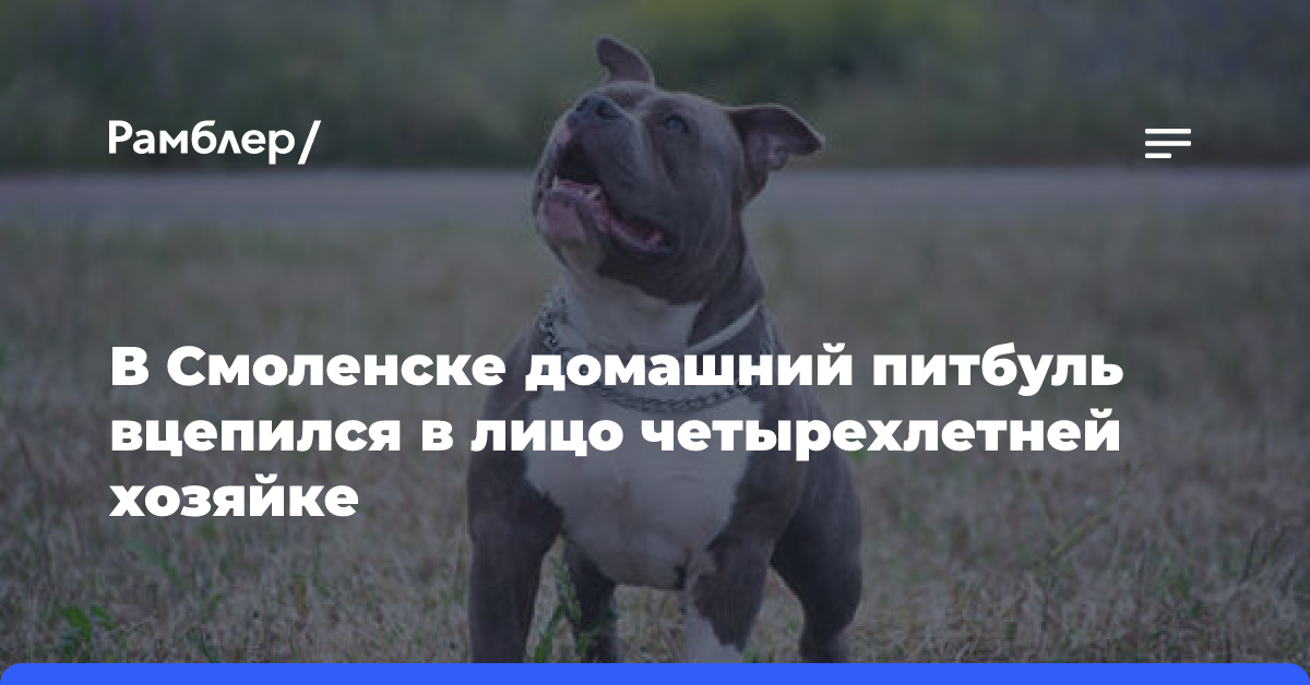 В Смоленске домашний питбуль вцепился в лицо четырехлетней хозяйке